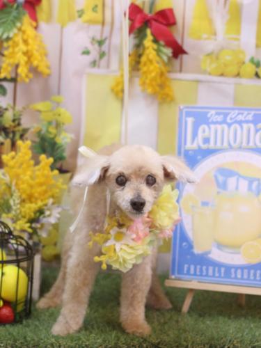 20240414桃果ちゃん